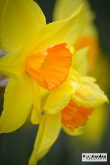 Daffodils08
