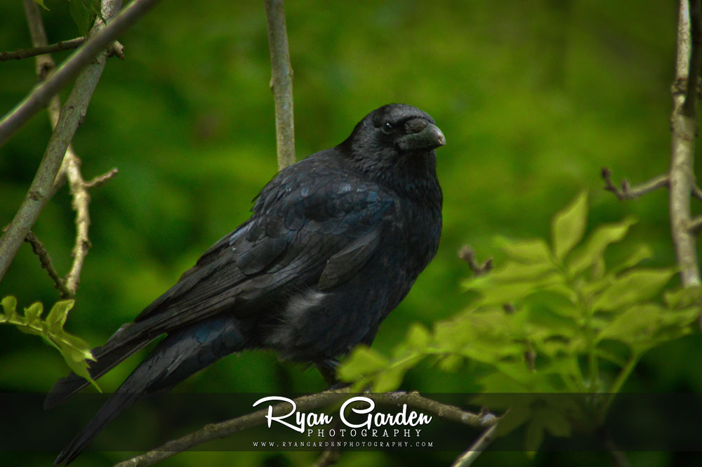 Donside Crows